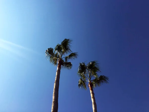 Zwei Große Anmutige Palmen Vor Einem Strahlend Blauen Himmel Gibt — Stockfoto