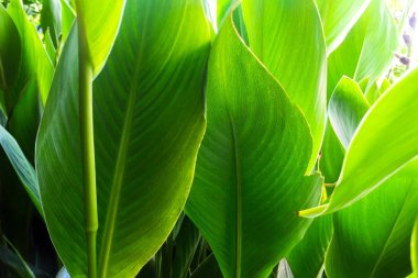 Tropikal bitki yakın çekim büyük yeşil yaprak. İlginç arka plan ve doku.