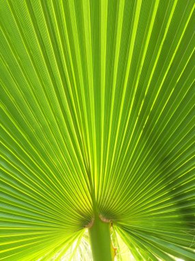 Bir fan yakın çekim şeklinde tropikal bir palmiye ağacının büyük bir yeşil yaprak. İlginç arka plan ve doku.