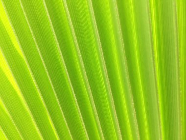 Bir fan yakın çekim şeklinde tropikal bir palmiye ağacının büyük bir yeşil yaprak. İlginç arka plan ve doku.