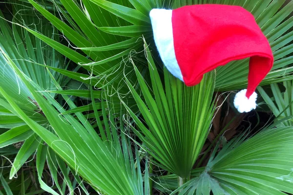 Czerwony Święty Mikołaj Kapelusz Zielone Gałęzie Palmy Koncepcja Nowego Roku — Zdjęcie stockowe
