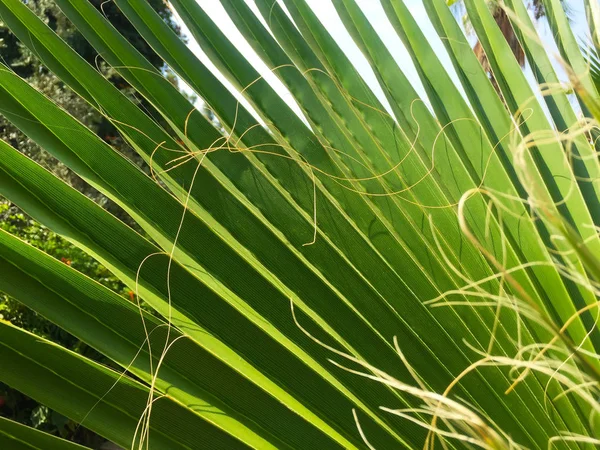 Een Groot Groen Blad Van Een Tropische Palmboom Vorm Van — Stockfoto