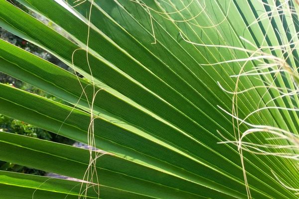 Une Grande Feuille Verte Palmier Tropical Forme Éventail Gros Plan — Photo