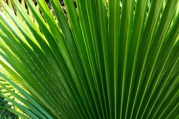Une Grande Feuille Verte Palmier Tropical Forme Éventail Gros Plan — Photo