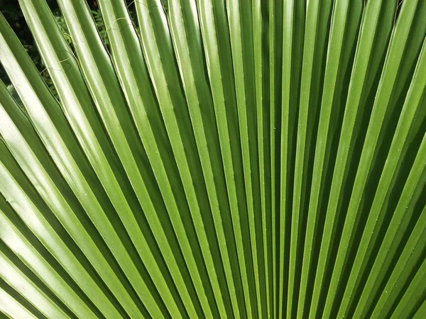 Une Grande Feuille Verte Palmier Tropical Forme Éventail Gros Plan — Photo