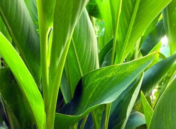 Large green leaf of tropical plant close-up. Interesting background and texture.