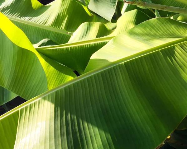 Large green leaf of tropical plant close-up. Interesting background and texture.