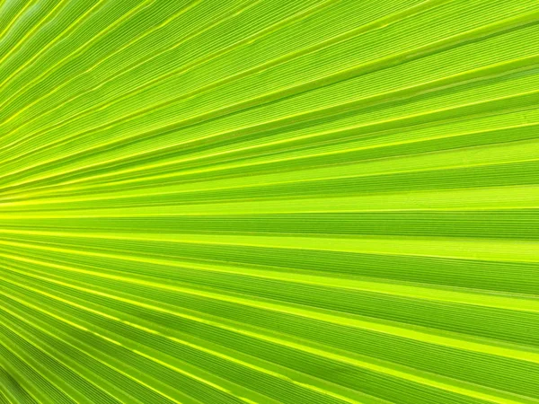 A large green leaf of a tropical palm tree in the form of a fan close-up. Interesting background and texture.
