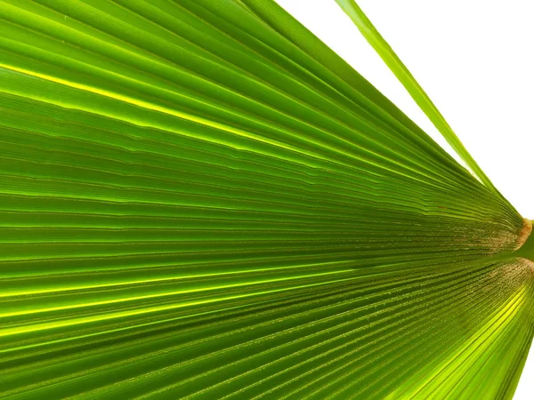 A large green leaf of a tropical palm tree in the form of a fan close-up. Interesting background and texture.
