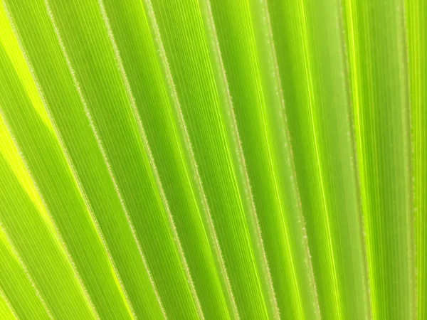 Una Gran Hoja Verde Una Palmera Tropical Forma Primer Plano —  Fotos de Stock