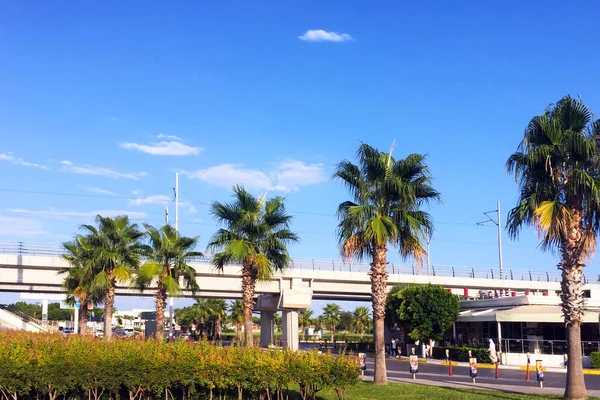 Tall palm trees along a road in the city near a high-rise automobile bridge.