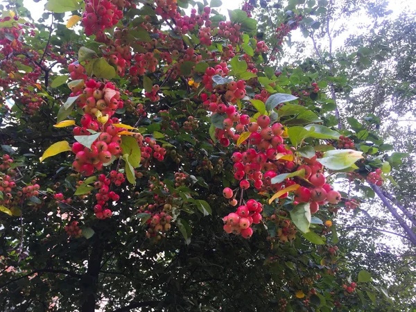 Branches Avec Petit Ranetki Rouge Pas Pommes Jardin Parmi Les — Photo