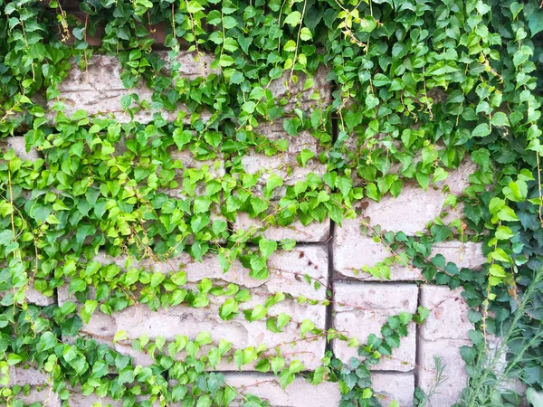 Parte Uma Parede Feita Blocos Pedra Retangulares Com Plantas Verdes — Fotografia de Stock