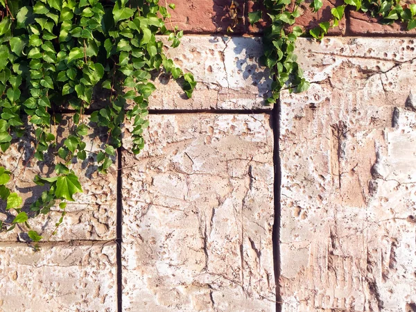 Parte Uma Parede Feita Blocos Pedra Retangulares Com Plantas Verdes — Fotografia de Stock