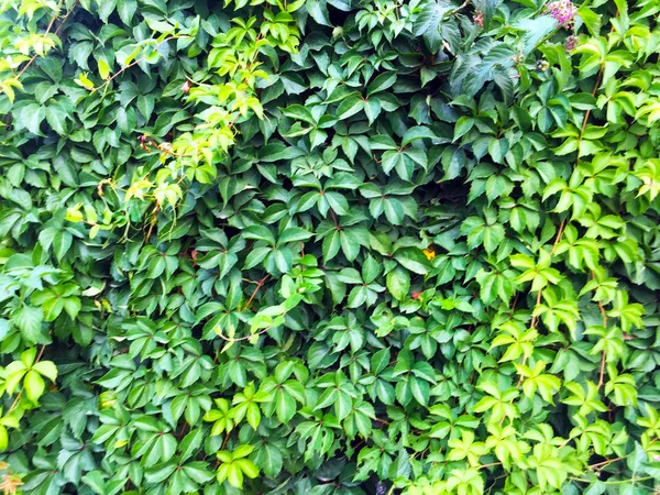 Bluszcz Gałęzie Liście Rosnące Gęstej Ścianie Zielony Ekologiczny Mur Naturalny — Zdjęcie stockowe