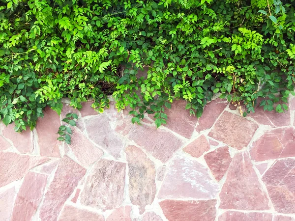 Część Ściany Naturalnego Polerowanego Kamienia Różnych Rozmiarach Kształtach Zielonymi Roślinami — Zdjęcie stockowe