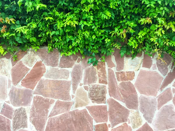 Część Ściany Naturalnego Polerowanego Kamienia Różnych Rozmiarach Kształtach Zielonymi Roślinami — Zdjęcie stockowe