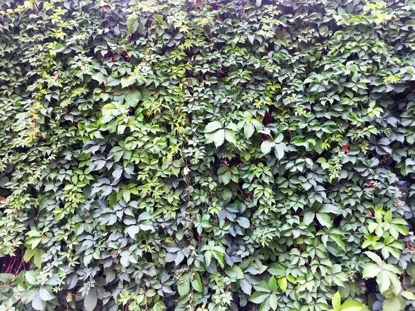 枝や葉が密な壁に成長しています 緑の環境に優しい自然の壁 植物からのフェンス クローズアップ テクスチャ — ストック写真