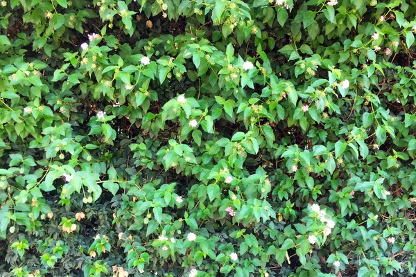 Lierre Branches Feuilles Poussant Dans Mur Dense Mur Naturel Respectueux — Photo