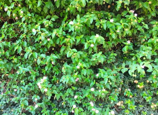 Lierre Branches Feuilles Poussant Dans Mur Dense Mur Naturel Respectueux — Photo