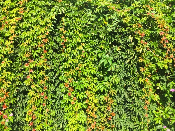 Ivy Branches Leaves Growing Dense Wall Green Eco Friendly Natural — Stock Photo, Image