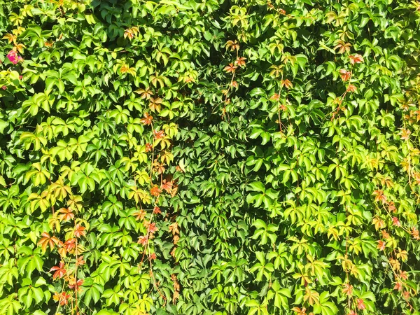 Ivy Branches Leaves Growing Dense Wall Green Eco Friendly Natural — Stock Photo, Image