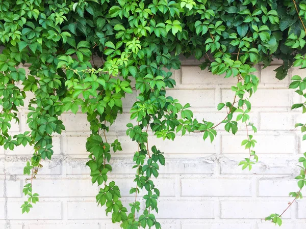 Las Ramas Verdes Las Hojas Sobre Fondo Pared Ladrillo Claro — Foto de Stock