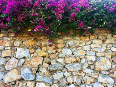 Taş duvarda parlak pembe çiçekler. Duvarın bir kısmı doğal taştan yapılmış ve üzerinde çiçekler yetişiyor. Yakın çekim, güzel arka plan ve ilginç doku.