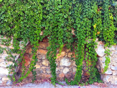 Taş duvardaki sarmaşık. Duvar farklı boyutlarda ve kemerler ile şekillerde doğal taştan yapılmış bir parçası, yeşil bitkiler ile dolaşık. Eski taş bina boyunca yol. Yakın çekim, güzel arka plan