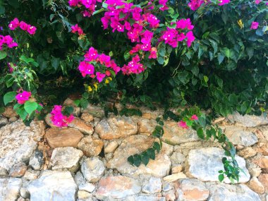 Taş duvarda parlak pembe çiçekler. Duvarın bir kısmı doğal taştan yapılmış ve üzerinde çiçekler yetişiyor. Yakın çekim, güzel arka plan ve ilginç doku.