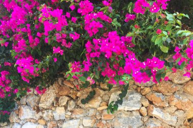 Taş duvarda parlak pembe çiçekler. Duvarın bir kısmı doğal taştan yapılmış ve üzerinde çiçekler yetişiyor. Yakın çekim, güzel arka plan ve ilginç doku.