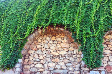 Taş duvardaki sarmaşık. Duvar farklı boyutlarda ve kemerler ile şekillerde doğal taştan yapılmış bir parçası, yeşil bitkiler ile dolaşık. Eski taş bina boyunca yol. Yakın çekim, güzel arka plan