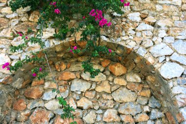 Taş duvarda sarmaşık ve parlak çiçekler. Çiçekler ve yeşil bitkiler ile doğal taştan yapılmış kemerler ile duvarın bir parçası. Eski taş bina boyunca yol. Yakın çekim, arka plan ve doku.