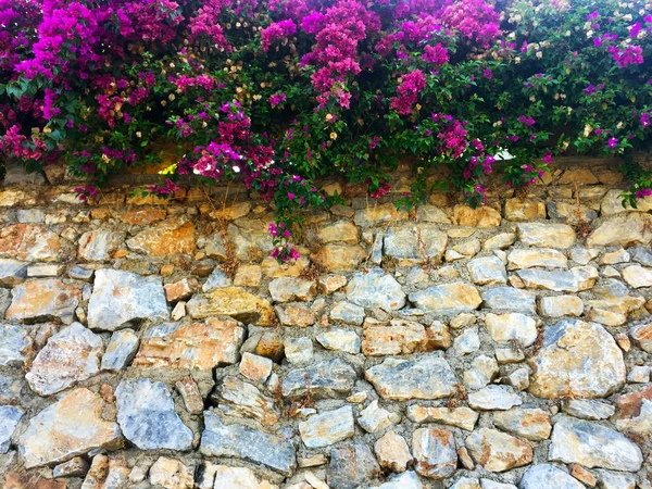 Taş duvarda parlak pembe çiçekler. Duvarın bir kısmı doğal taştan yapılmış ve üzerinde çiçekler yetişiyor. Yakın çekim, güzel arka plan ve ilginç doku.