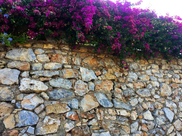 Része Fal Készült Természetes Különböző Méretű Formájú Élénk Rózsaszín Virágokkal — Stock Fotó
