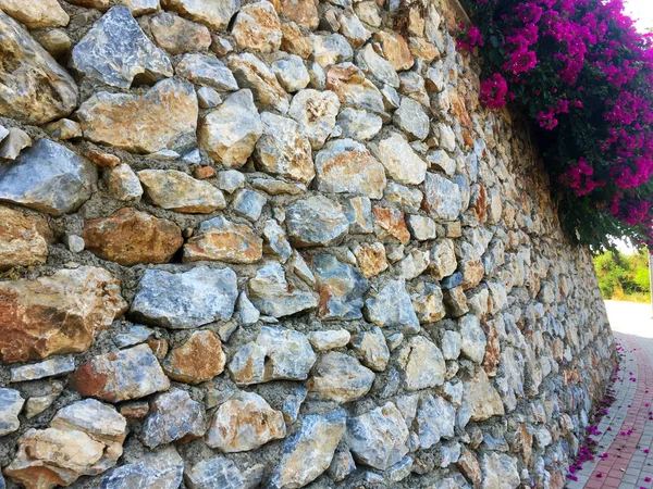 Duvar farklı boyutlarda doğal taştan yapılmış bir parçası ve üzerinde büyüyen parlak pembe çiçekler ile şekiller. Eski taş duvar boyunca uzanan yol. Yakın çekim, güzel arka plan ve ilginç doku.