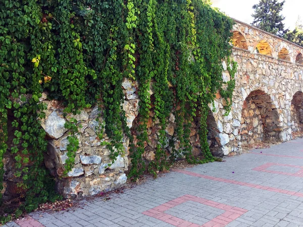 Taş duvardaki sarmaşık. Duvar farklı boyutlarda ve kemerler ile şekillerde doğal taştan yapılmış bir parçası, yeşil bitkiler ile dolaşık. Eski taş bina boyunca yol. Yakın çekim, güzel arka plan