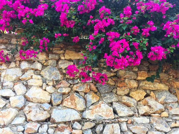 Taş duvarda parlak pembe çiçekler. Duvarın bir kısmı doğal taştan yapılmış ve üzerinde çiçekler yetişiyor. Yakın çekim, güzel arka plan ve ilginç doku.