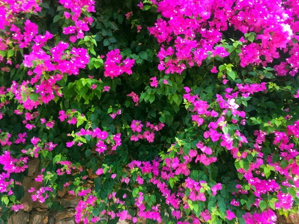Taş duvarda parlak pembe çiçekler. Duvarın bir kısmı doğal taştan yapılmış ve üzerinde çiçekler yetişiyor. Yakın çekim, güzel arka plan ve ilginç doku.