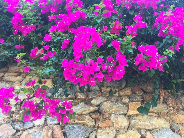 Taş duvarda parlak pembe çiçekler. Duvarın bir kısmı doğal taştan yapılmış ve üzerinde çiçekler yetişiyor. Yakın çekim, güzel arka plan ve ilginç doku.