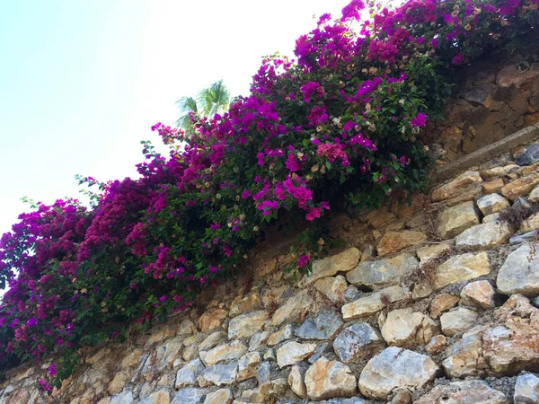 Duvar farklı boyutlarda doğal taştan yapılmış bir parçası ve üzerinde büyüyen parlak pembe çiçekler ile şekiller. Eski taş duvar boyunca uzanan yol. Yakın çekim, güzel arka plan ve ilginç doku.