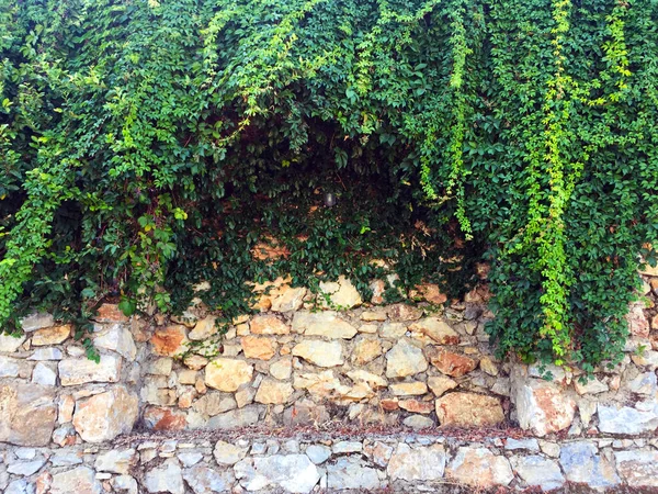 Efeu Einer Steinmauer Teil Der Mauer Aus Naturstein Verschiedenen Größen — Stockfoto