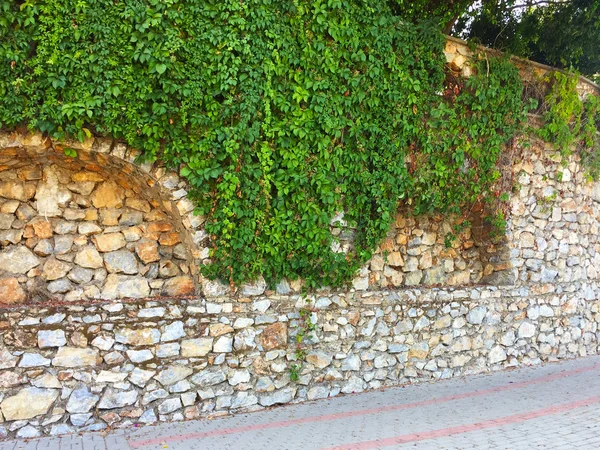 Taş duvardaki sarmaşık. Duvar farklı boyutlarda ve kemerler ile şekillerde doğal taştan yapılmış bir parçası, yeşil bitkiler ile dolaşık. Eski taş bina boyunca yol. Yakın çekim, güzel arka plan