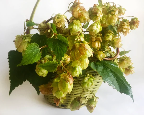 Hop branches and leaves in a wicker basket. Ingredients for making beer. Close-up, isolate on a white background.