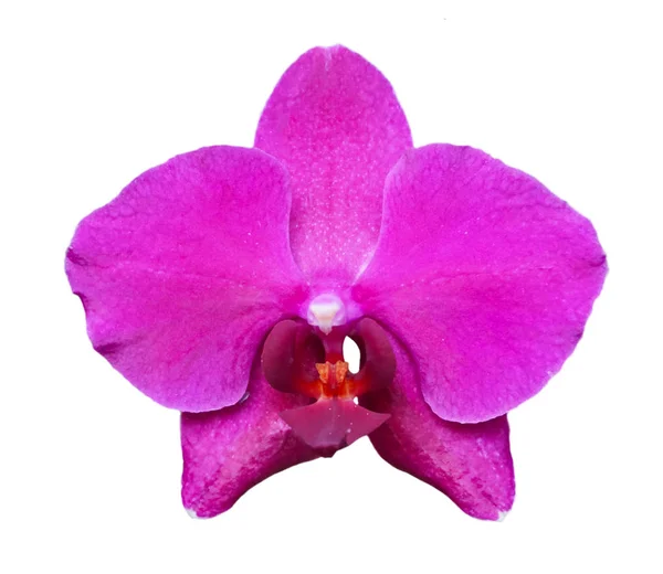 Storczyk phalaenopsis fioletowy fuksja — Zdjęcie stockowe