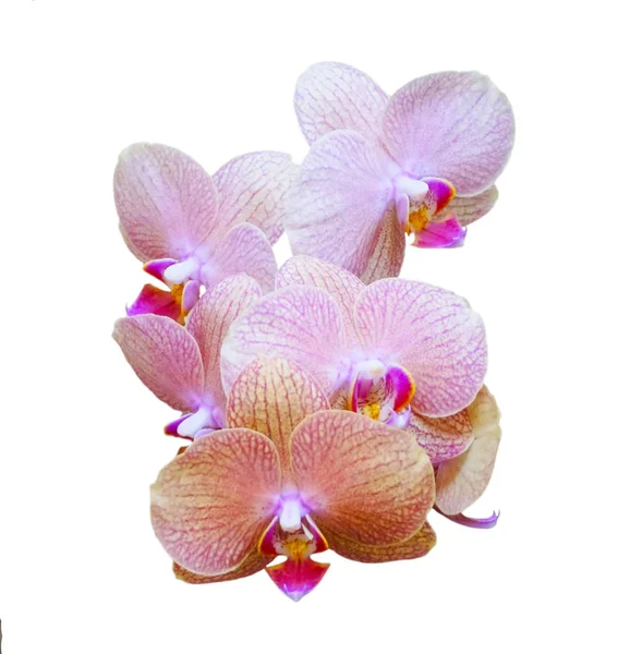 Branche d'orchidées isolée sur blanc — Photo