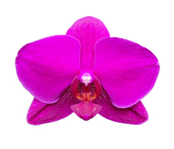 Purple-fuchsia phalaenopsis orchid — Stok Foto