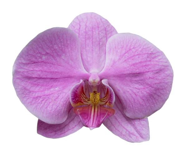 Fleur d'orchidée isolée sur blanc — Photo