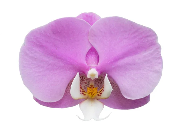 Orchid Isolerad Vit Bakgrund Enda Blomma Med Rosa Kronblad Och — Stockfoto