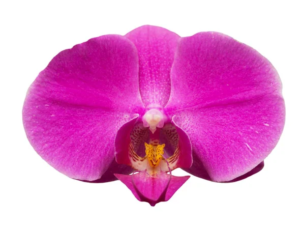 Orchird blomma isolerad på vit — Stockfoto